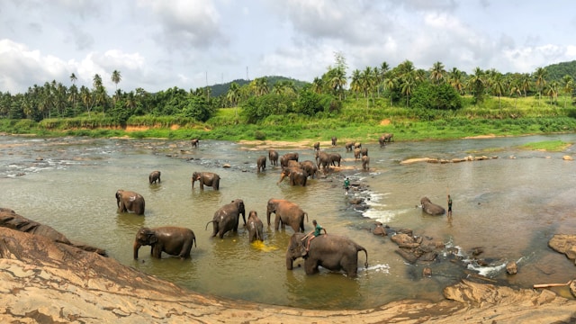 Sri Lanka Postal Code Search Engine – Find Any Sri Lankan Postal Code Instantly
